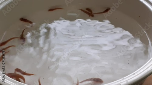 snakehead fish babies close up in a bowl in malaysia photo