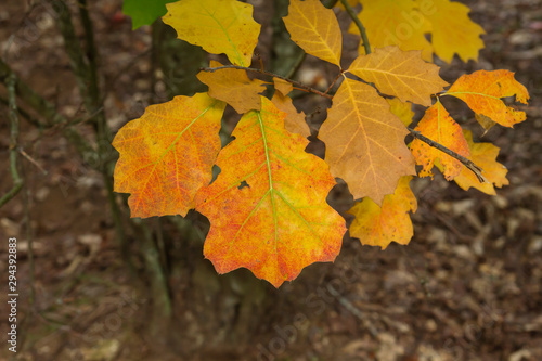 Quercus rubra colorful autumnal leaves detail