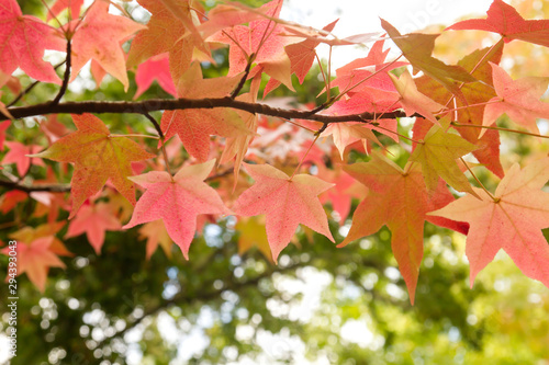 Detail of liquidambar red autumnal foliage