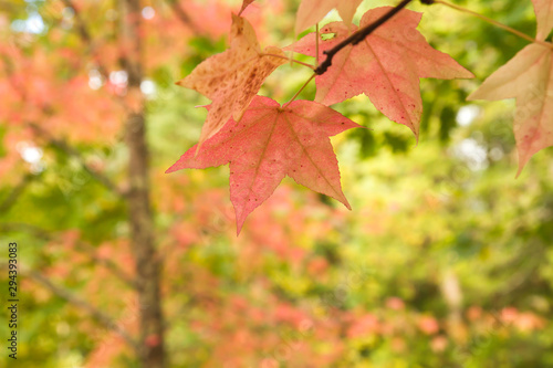 Detail of liquidambar red autumnal leaves