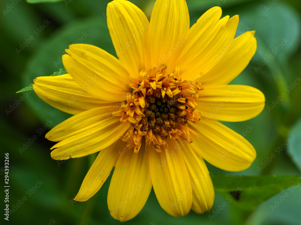Closeup of the inflorescence of a bright yellow sunflower (Helianthus) in a garden Closeup of the inflorescence of a bright yellow sunflower (Helianthus) in a garden