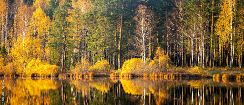 Fototapeta Tajemniczy las jesienią na brzegu rzeki