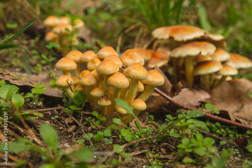 Hypholoma capnoides wild mushrooms cluster