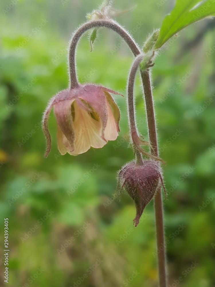 Orange Water aven Flower, Geum rivale, with green plants in the background. Orange Water aven Flower, Geum rivale, with green plants in the background.