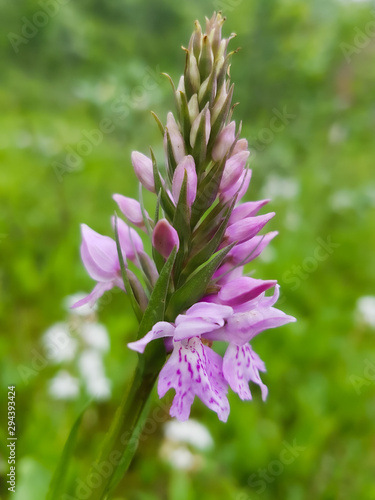 Pink Orchid in foreground on green meadow.