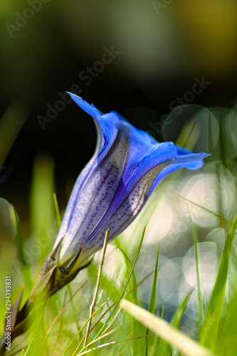 Stengelloser Enzian Gentiana clusii Blau Alpen Blume Symbol Bayern Nahaufnahme Makro Wandern Schnaps Brennerei Farbe Hochgebirge Garten Wiese Alm Europa Deutschland Nationalpark Berchtesgaden photo