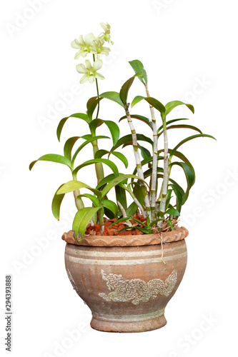 Light green orchid flower bloom in pot isolated on white background included clipping path.