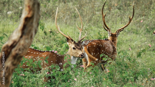 Fototapeta Naklejka Na Ścianę i Meble -  chital or cheetal or spotted deer (axis axis) in bandipur national park in karnataka in india. this national park is a part of nilgiri biosphere reserve