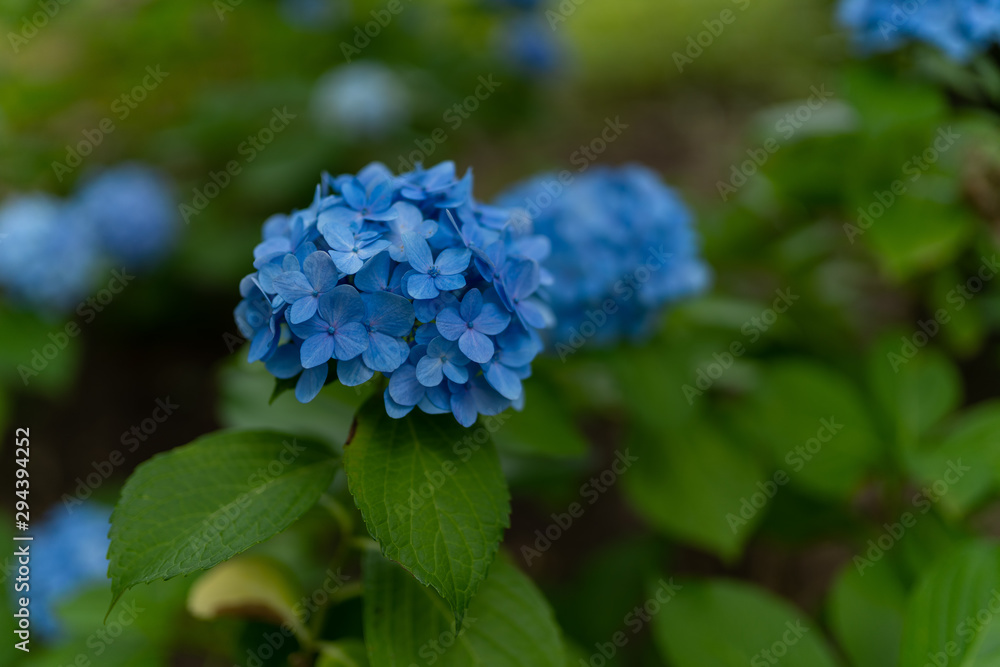 hydrangea