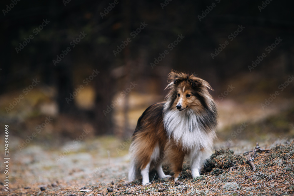 Shetland sheepdog stay at the evening forest