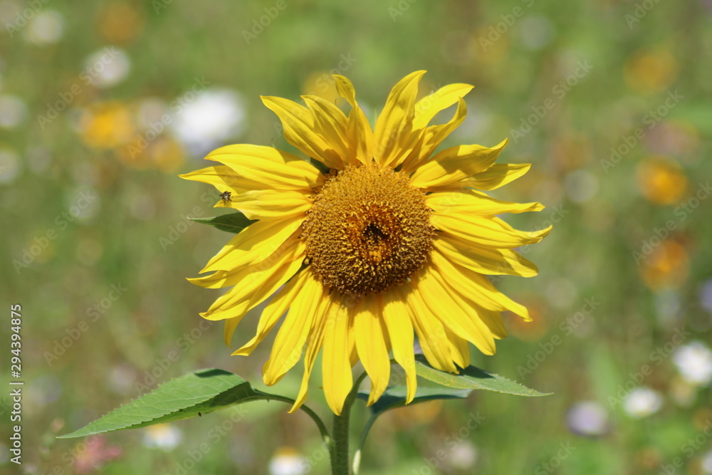 sonnenblume sonnenblume