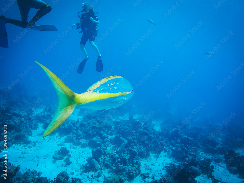 Fototapeta premium Diving in Maria la gorda