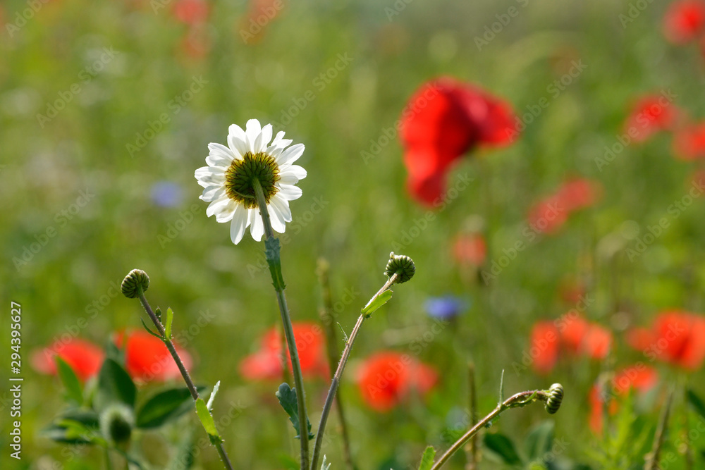 sommerblumenwiese sommerblumenwiese