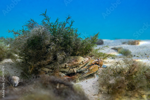 Photography A wary Blue Crab (Callinectes sapidus) takes cover under an aquatic plant