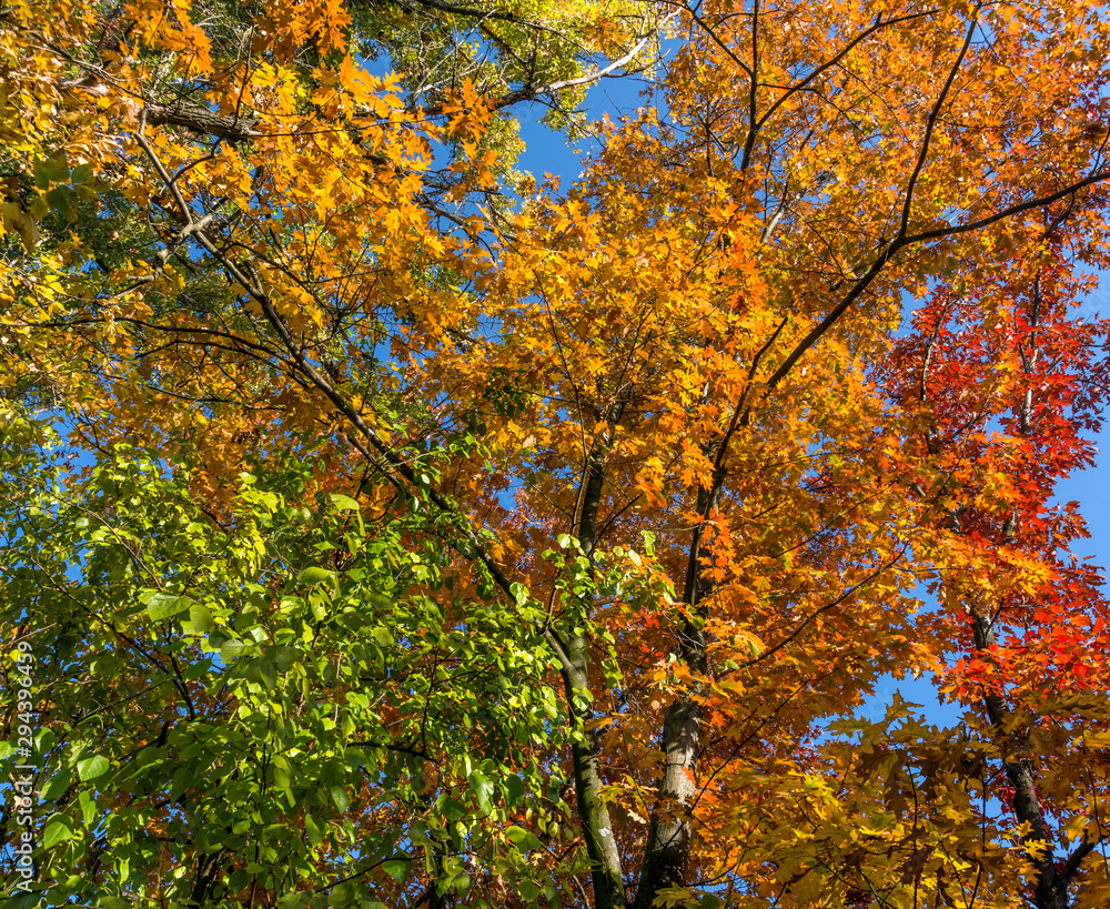Autumn leaves. Nature painted the forest with autumn colors. Oak leaves glow beautifully in the sun. Autumn leaves. Nature painted the forest with autumn colors. Oak leaves glow beautifully in the sun.