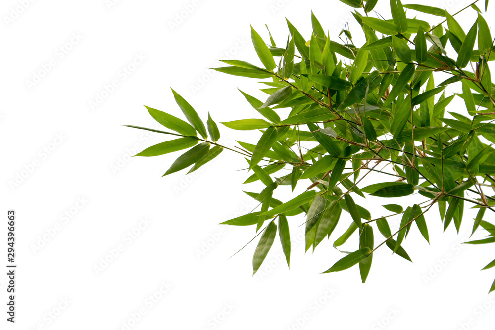Obraz premium Bamboo leaves isolated on white background