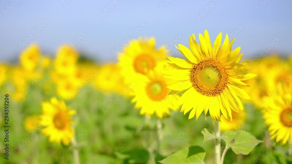 Sunflower natural background. Sunflower blooming. Close-up of sunflower