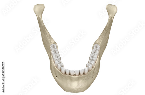 Slika na platnu Mandibular jaw anatomy. 3D illustration concept of human teeth