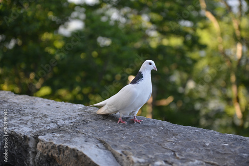 white pigeon