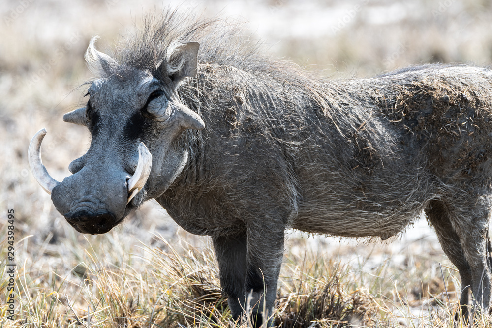 AMAZING NATURE AND ANIMALS IN NAMIBIA AMAZING NATURE AND ANIMALS IN NAMIBIA