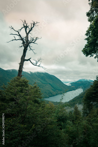 dry tree on top of mountain, contemplating the lake