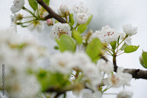 Aprikosenbaum in Blüte