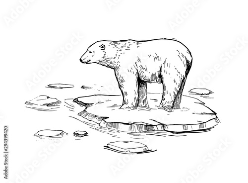 Sketch of polar bear. Hand drawn illustration converted to vector