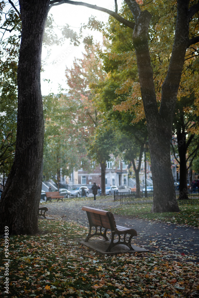 Fall in the city park