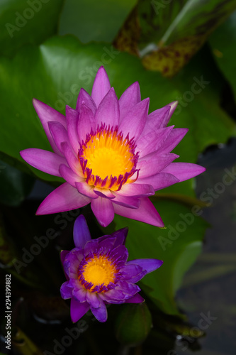 Purple lotus is in the pond.