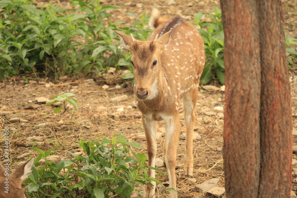 deer in the forest deer in the forest