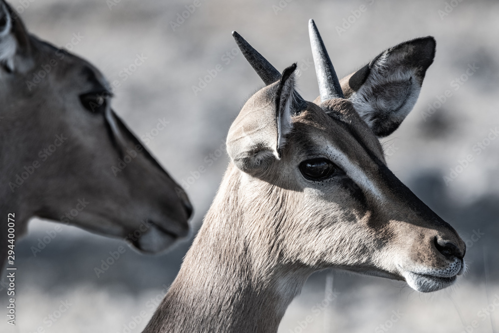 Gazelle springbock parc national d'etosha en Namibie	