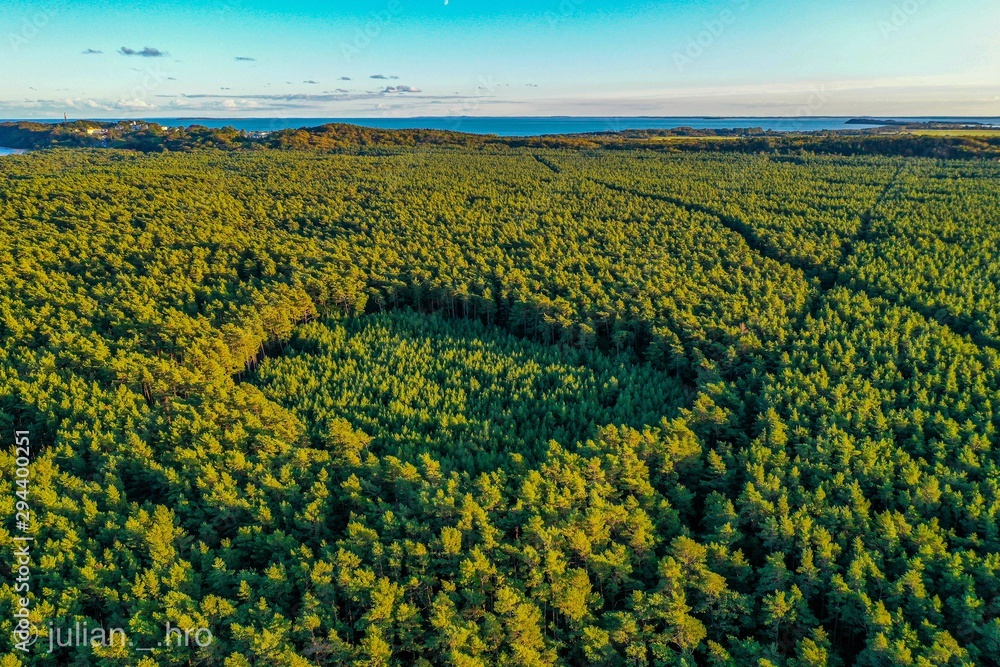 Forest view 