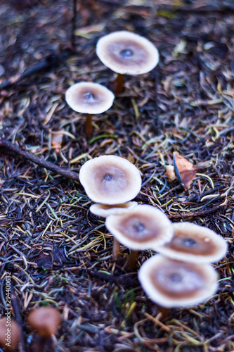 Magic mushroom in the forest with beautiful background