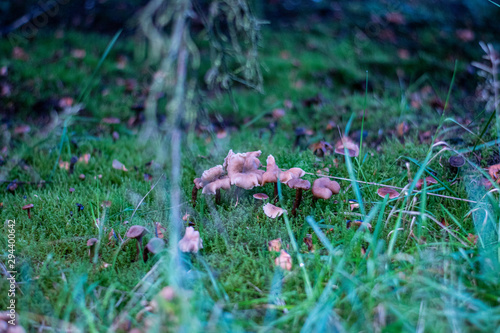 Magic mushroom in the forest with beautiful background