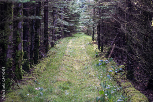 Irish countryside road with trees from each side creating an arch-like tunnel