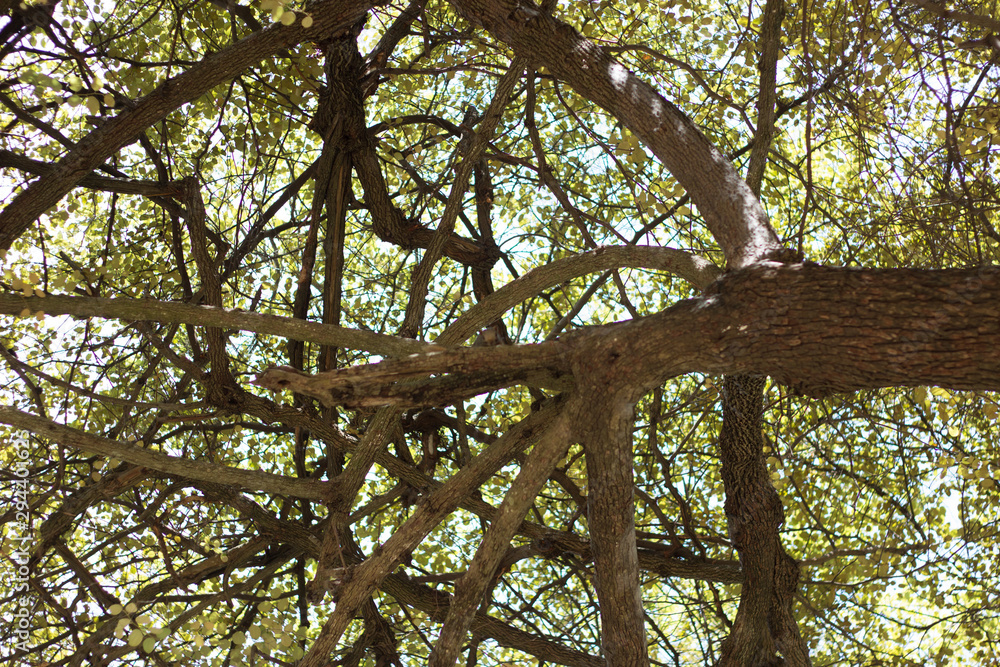 ardilla en rama de árbol