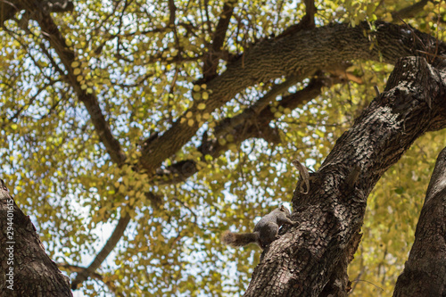 ardilla en rama de árbol © Raquel