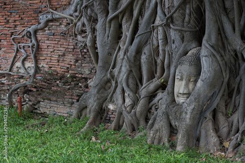 Buda en árbol en templo de Wat Mahathat en Ayutthaya