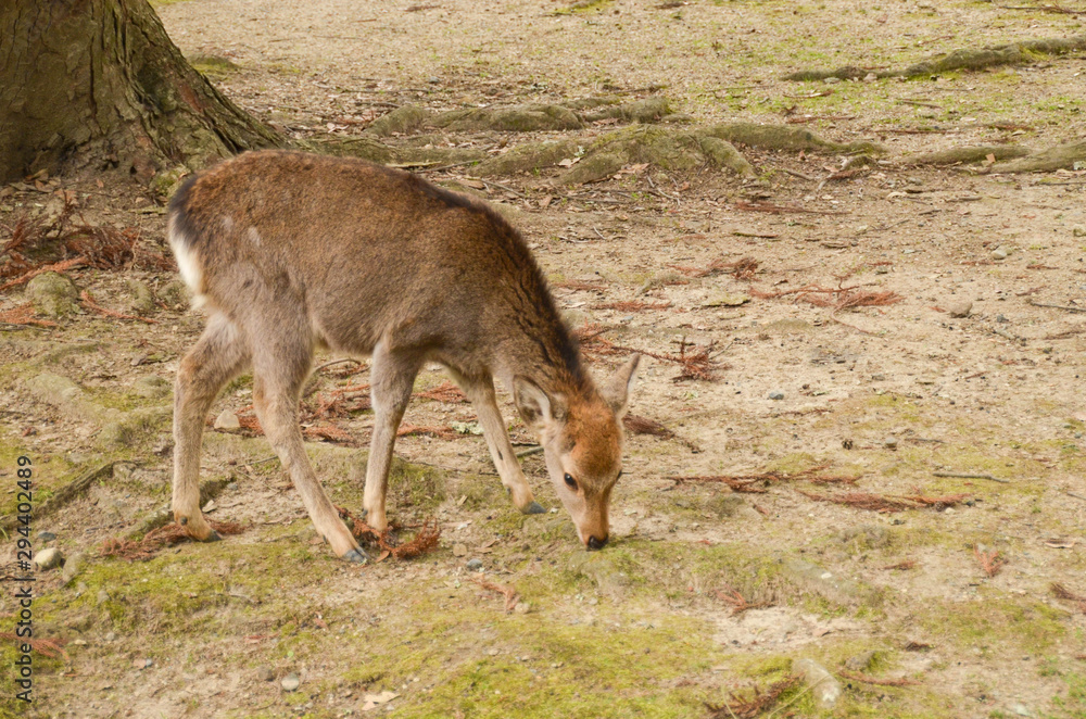 Little deer in Nara park 2019 winter Little deer in Nara park 2019 winter