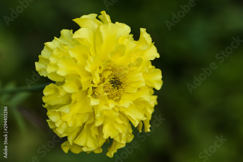 One yellow Tagetes patula flower closeup. Annual or perenial herbaceous plant.  photo