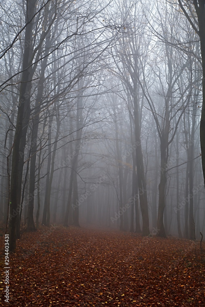 Fototapeta premium Foggy forest in late autumn