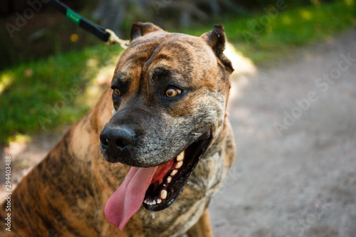 Beautiful adult dog. Tigers Staffordshire Terrier. Big fighting dog for home guard  quarterback  friend. Noisy photography  film grain processing