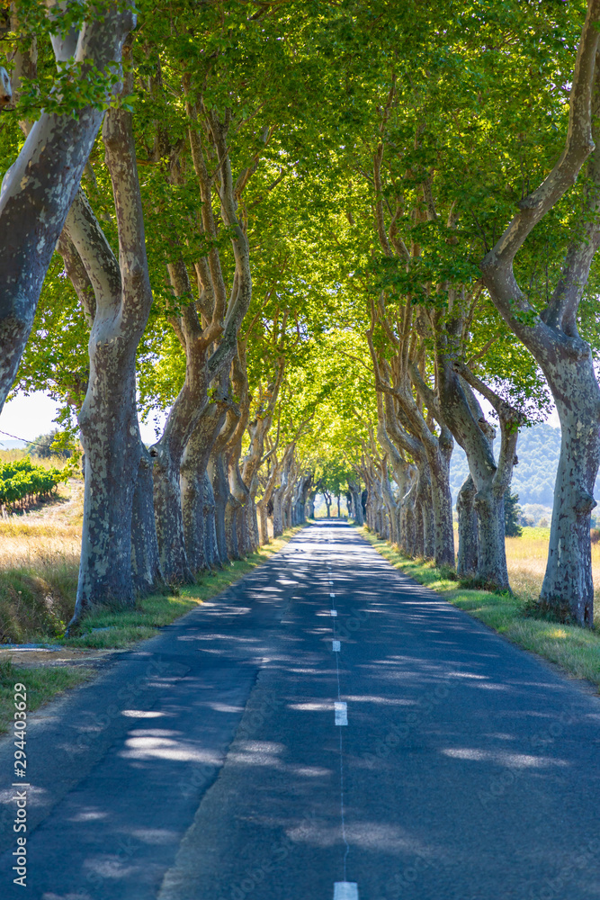 Tree-lined avenue near small town Tournissan, Occitane, France