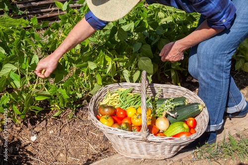 Tableau sur toile Au potager - récolte de légumes