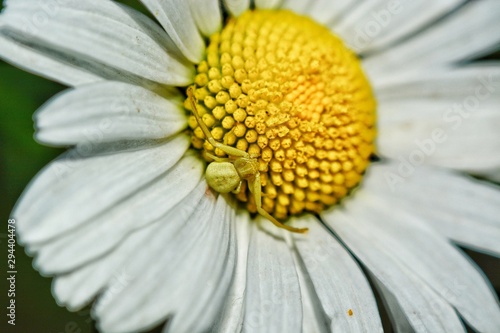 closeup of a spider on yellow daisy