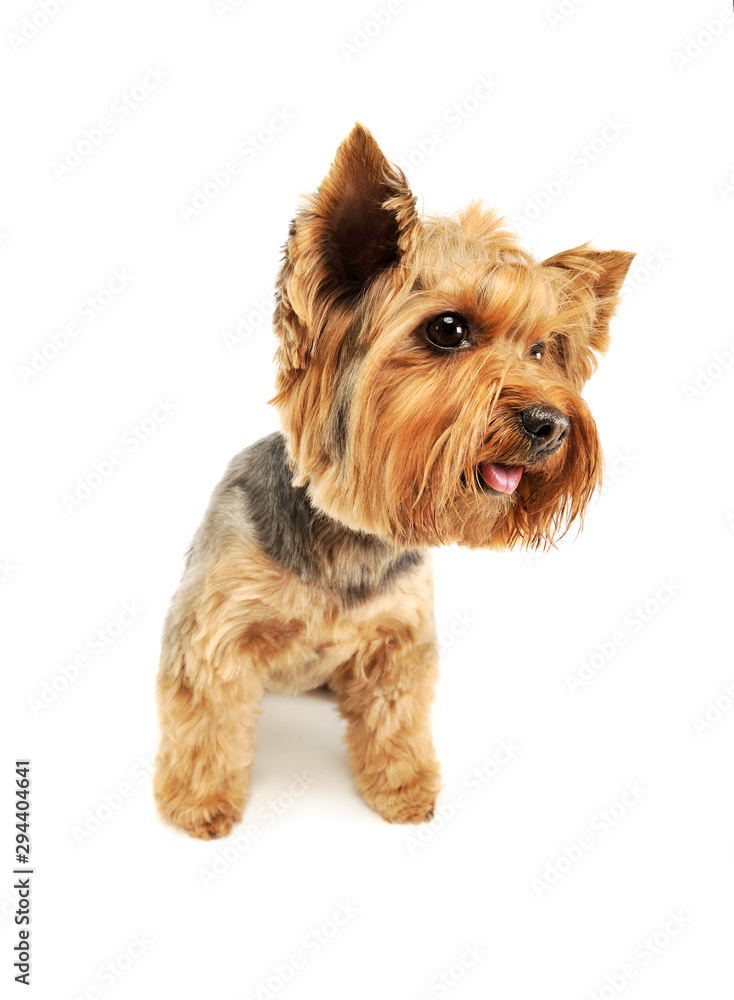 Studio shot of an adorable Yorkshire Terrier Studio shot of an adorable Yorkshire Terrier