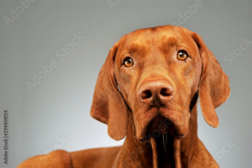 Portrait of a lovely magyar vizsla