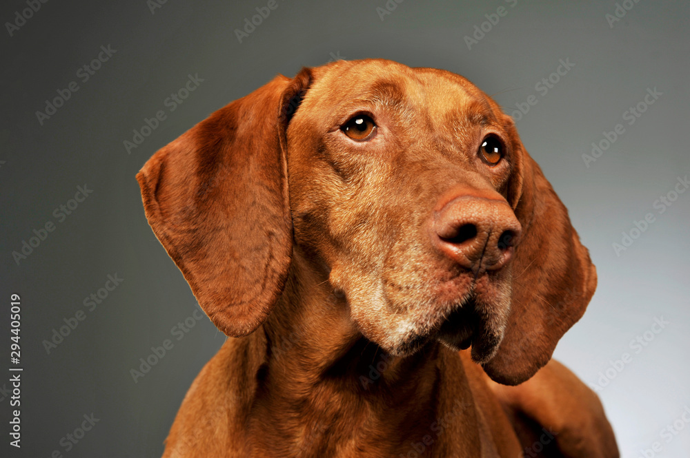Portrait of a lovely magyar vizsla Portrait of a lovely magyar vizsla