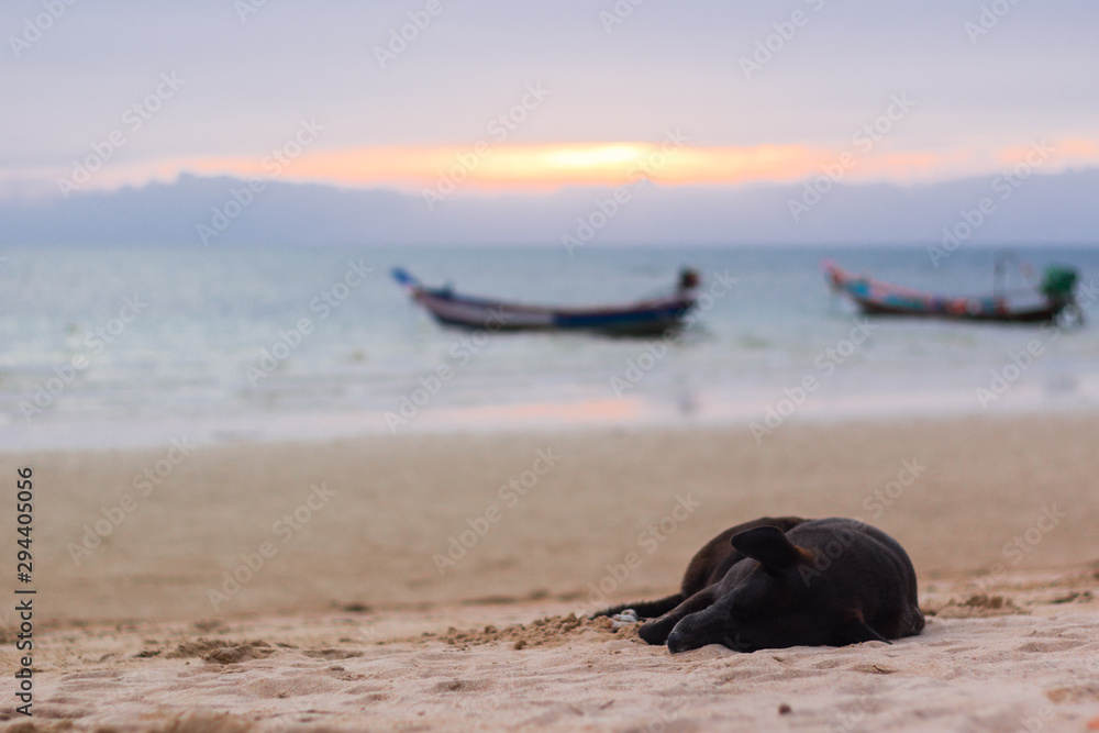 Fototapeta premium perro negro durmiendo en playa de Koh Thao