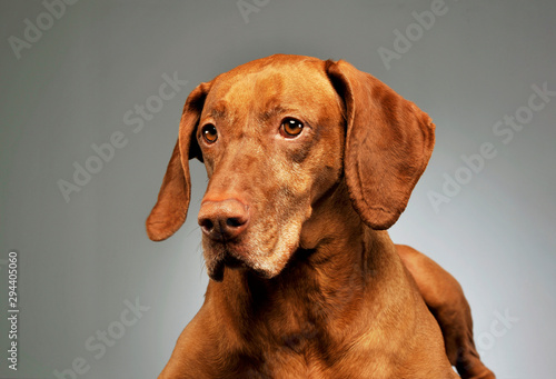 Portrait of a lovely magyar vizsla